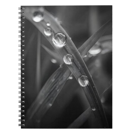 Dewdrop Grass Blade Macro Notebook Notizblock (Vorderseite)