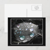 Dewdrop Leaf Postkarte (Vorne/Hinten)