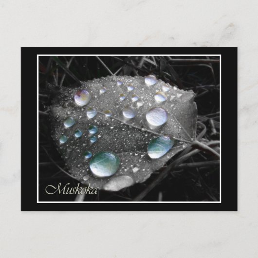 Dewdrop Leaf Postkarte (Vorderseite)