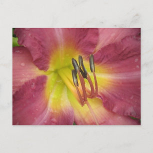 Dewdrop Lily Postcard Postkarte