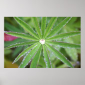 Dewdrop Poster (Vorne)