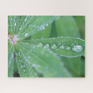 Dewdrop Puzzle