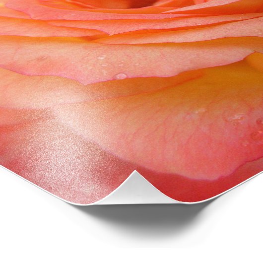 Dewdrop Rose Bloom 10x8 Fotodruck (Ecke)