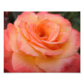 Dewdrop Rose Bloom 10x8 Fotodruck (Vorne)