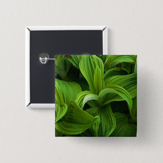 Dewdrops auf einem falschen Helabore Button (Vorne & Hinten)