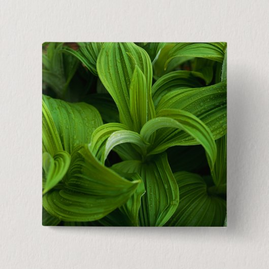 Dewdrops auf einem falschen Helabore Button (Vorderseite)