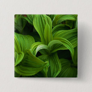 Dewdrops auf einem falschen Helabore Button