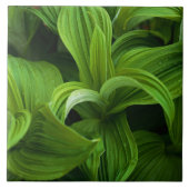 Dewdrops auf einem falschen Helabore Fliese (Vorderseite)