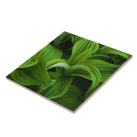 Dewdrops auf einem falschen Helabore Fliese (Seite)