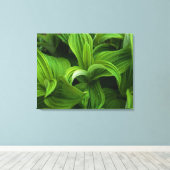 Dewdrops auf einem falschen Helabore Leinwanddruck (Insitu (Holzboden))