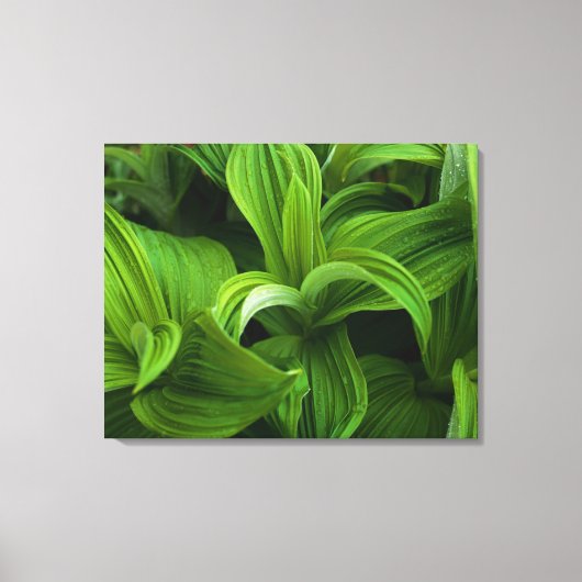 Dewdrops auf einem falschen Helabore Leinwanddruck (Vorderseite)