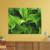 Dewdrops auf einem falschen Helabore Leinwanddruck (Insitu (Wohnzimmer))