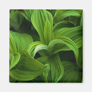 Dewdrops auf einem falschen Helabore Magnet