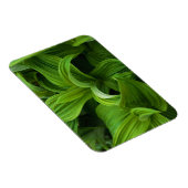 Dewdrops auf einem falschen Helabore Magnet (Rechte Seite)