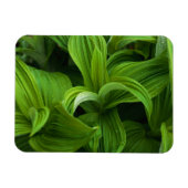 Dewdrops auf einem falschen Helabore Magnet (Horizontal)