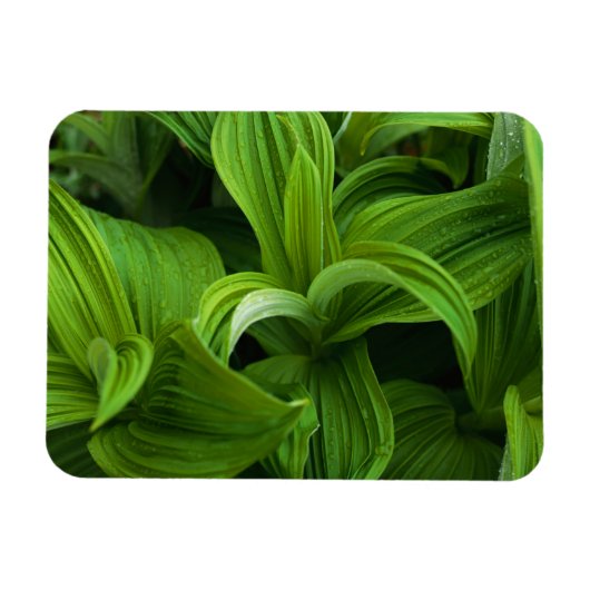 Dewdrops auf einem falschen Helabore Magnet (Horizontal)