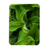 Dewdrops auf einem falschen Helabore Magnet (Vertikal)