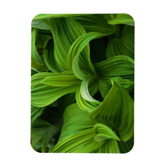 Dewdrops auf einem falschen Helabore Magnet (Vertikal)