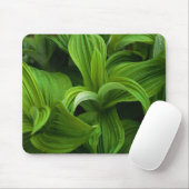 Dewdrops auf einem falschen Helabore Mousepad (Mit Mouse)