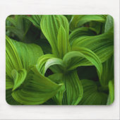 Dewdrops auf einem falschen Helabore Mousepad (Vorne)