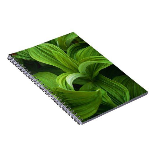 Dewdrops auf einem falschen Helabore Notizblock (Rechte Seite)