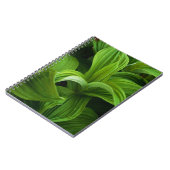 Dewdrops auf einem falschen Helabore Notizblock (Linke Seite)