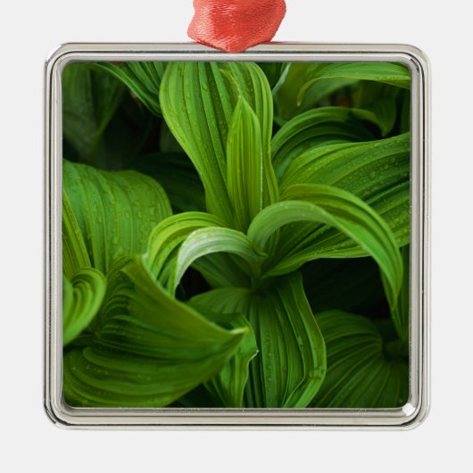 Dewdrops auf einem falschen Helabore Ornament Aus Metall (Vorne)