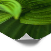 Dewdrops auf einem falschen Helabore Poster (Ecke)