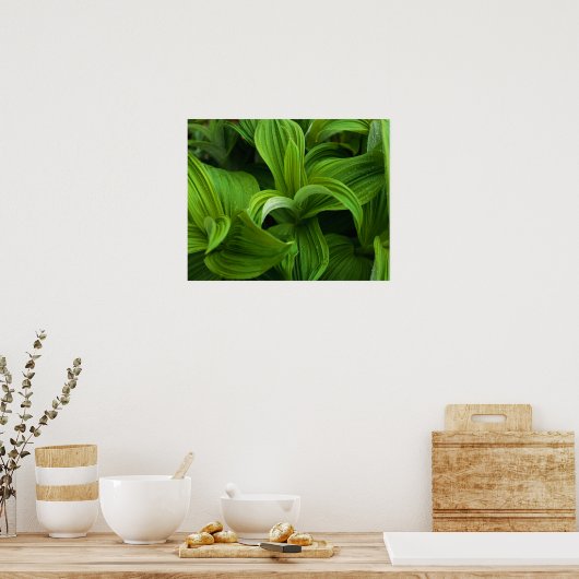 Dewdrops auf einem falschen Helabore Poster (Küche)