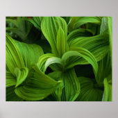 Dewdrops auf einem falschen Helabore Poster (Vorne)