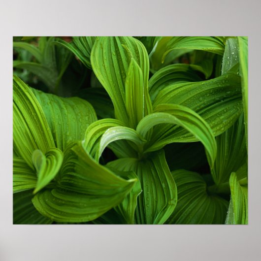 Dewdrops auf einem falschen Helabore Poster (Vorne)