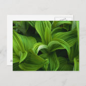 Dewdrops auf einem falschen Helabore Postkarte (Vorne/Hinten)