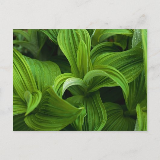 Dewdrops auf einem falschen Helabore Postkarte (Vorderseite)