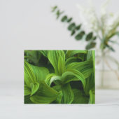 Dewdrops auf einem falschen Helabore Postkarte (Stehend Vorderseite)