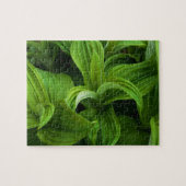 Dewdrops auf einem falschen Helabore Puzzle (Horizontal)