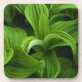 Dewdrops auf einem falschen Helabore Untersetzer (Vorderseite)