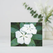 Dewdrops auf Weiß Postkarte (Stehend Vorderseite)