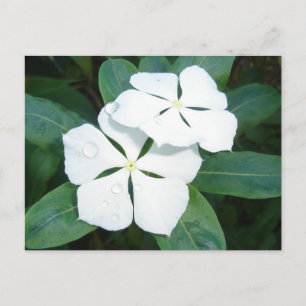 Dewdrops auf Weiß Postkarte