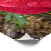 Dewdrops Flower Rose Blossoms Love Destiny Shower Poster (Ecke)