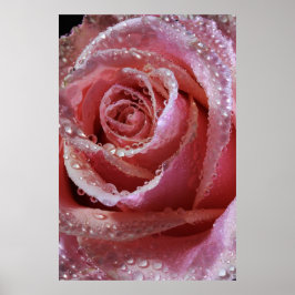 Dewdrops on Dusky Pink Rose Poster