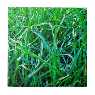 Dewy Grass Fliese