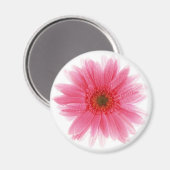 Dewy Pink Gerbera Blume Magnet (Vorderseite/Rückseite)