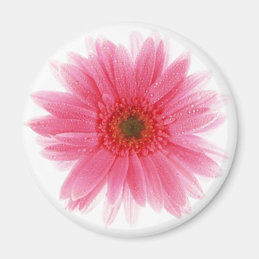 Dewy Pink Gerbera Blume Magnet (Vorne)