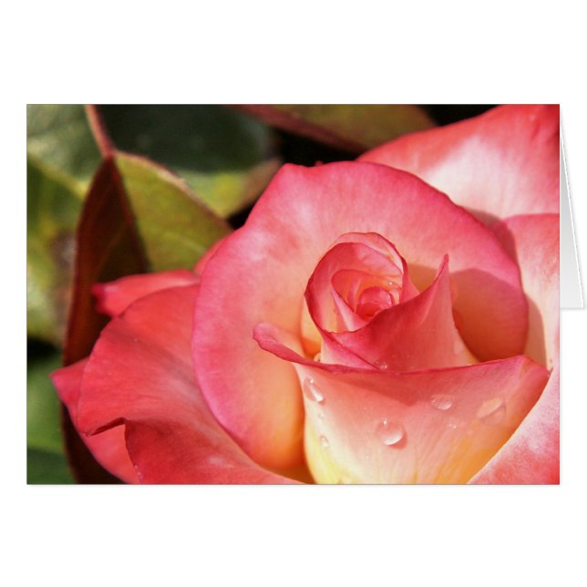 Dewy Rose (Vorderseite (Horizontal))