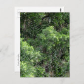 Dewy Spider Web Postkarte (Vorne/Hinten)