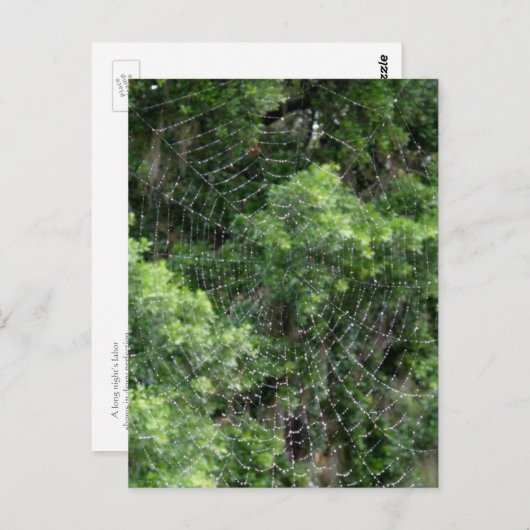 Dewy Spider Web Postkarte (Vorne/Hinten)