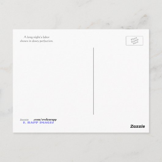 Dewy Spider Web Postkarte (Rückseite)