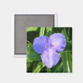Dewy Trillium Spring Wildblume Magnet (Vorderseite/Rückseite)