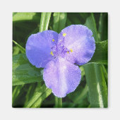 Dewy Trillium Spring Wildblume Magnet (Vorne)