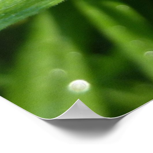 Dewy Trillium Spring Wildblume Poster (Ecke)